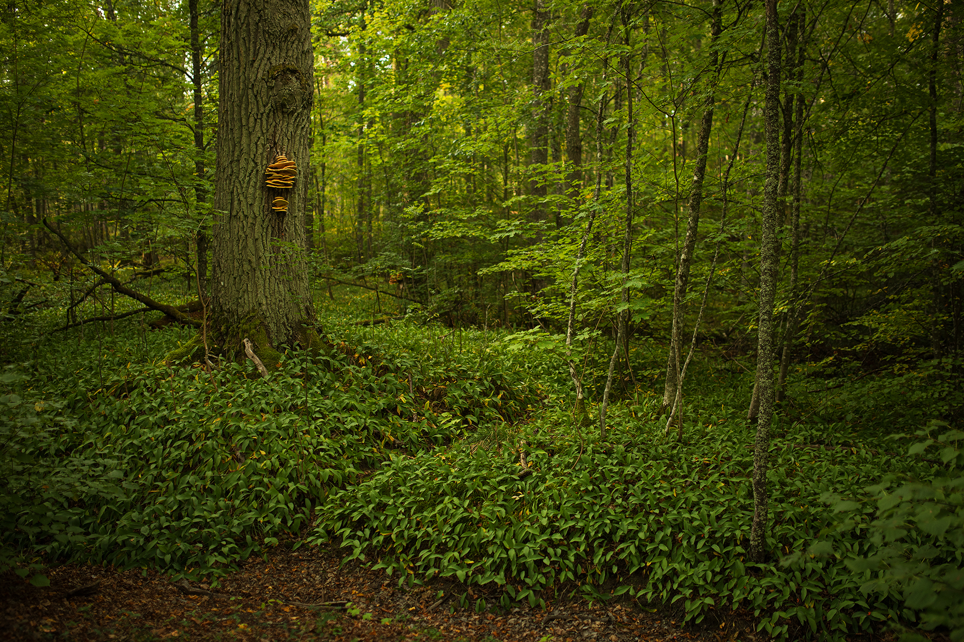 A herb-rich forest in late summer / Photo: A. Kuusela