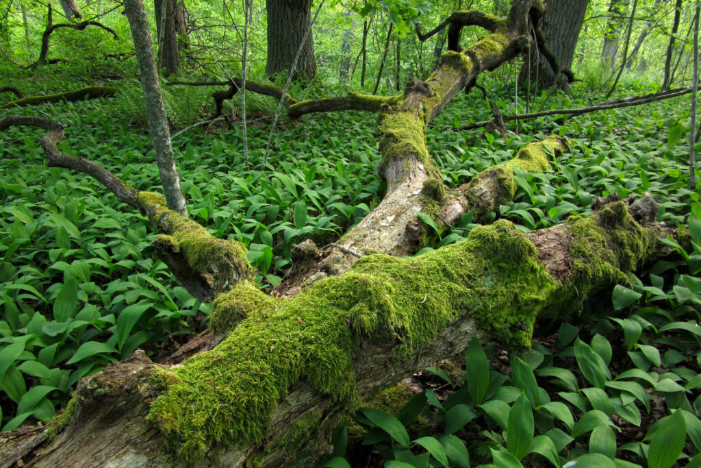 A fallen tree trunk / Photo: E. Kosonen