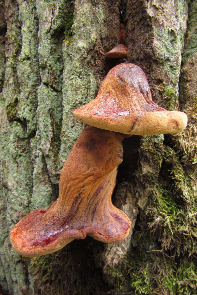 Oxtungssvamp (Fistulina hepatica) / Bild: E. Kosonen