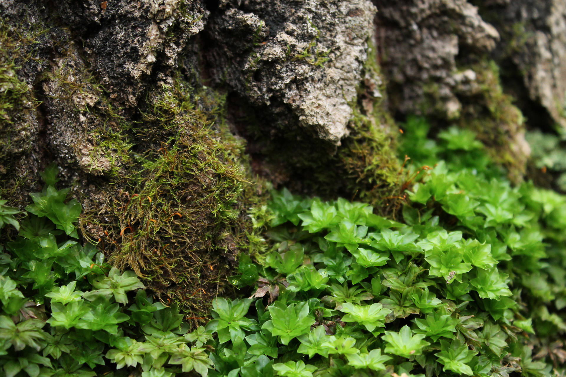 Lehtoruusukesammal (Rhodobryum roseum) / Kuva: J. Lampinen