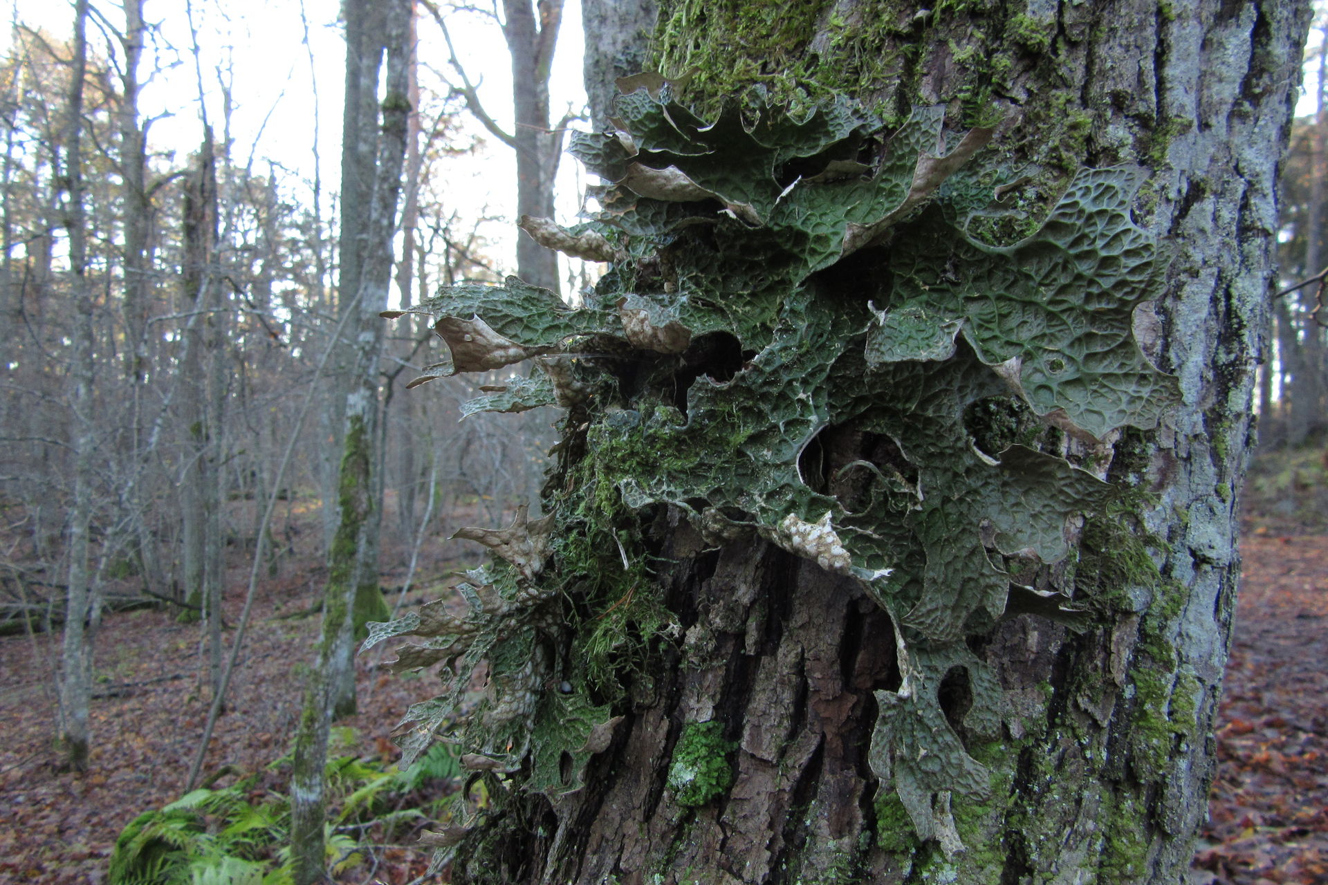 Tree lungwort / Photo: E. Kosonen