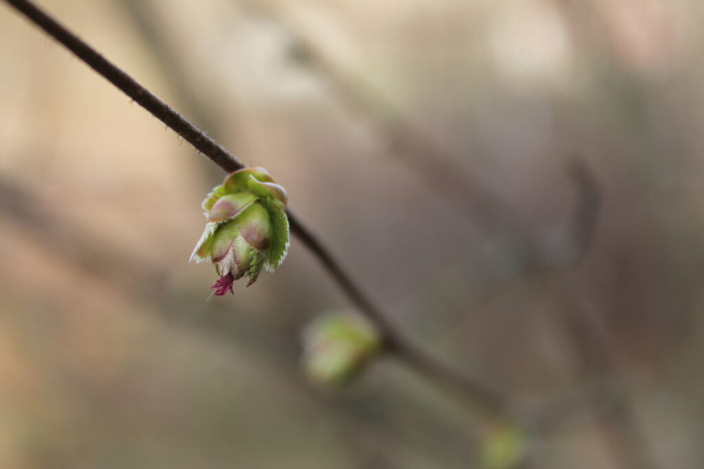 A common hazel carpel / Photo: J. Lampinen