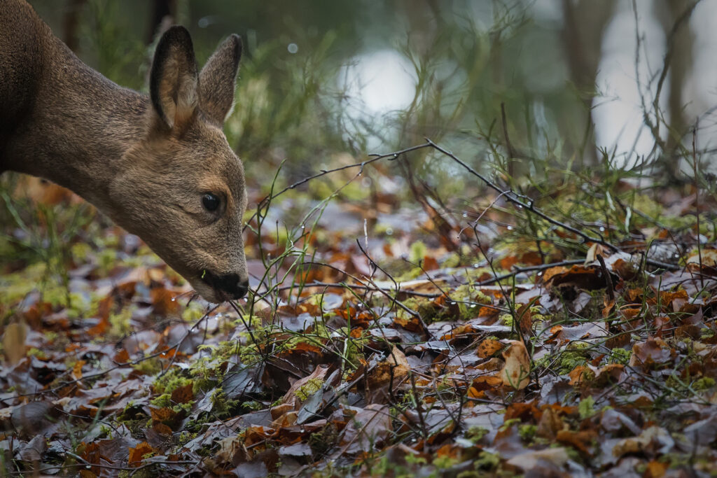 Roe deer / Photo: A. Kuusela