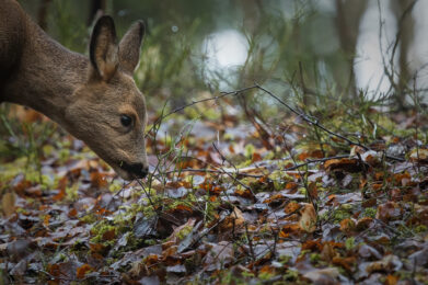 Metsäkauris / Kuva: A. Kuusela