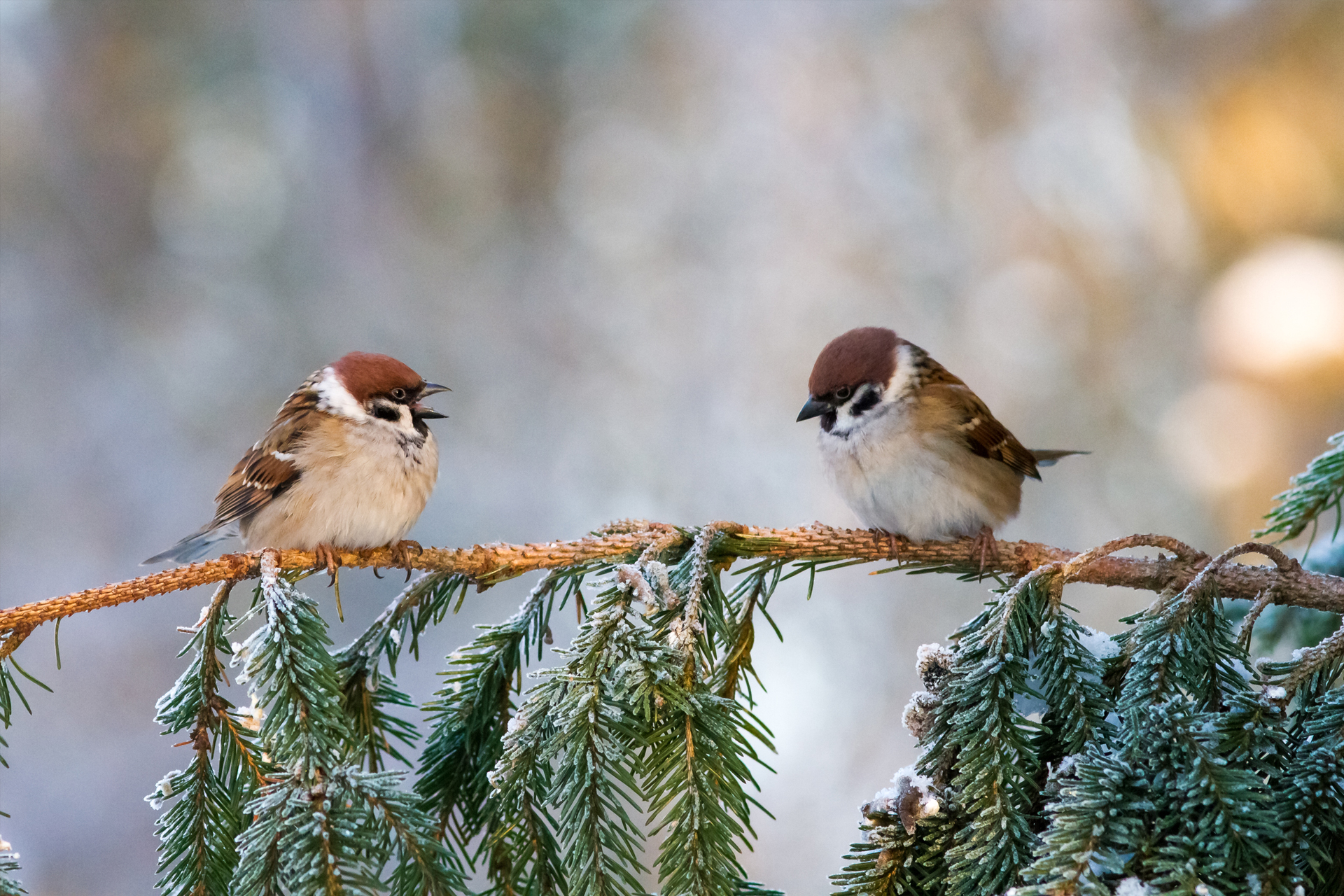 Eurasian tree sparrows / Photo: V-M. Suhonen