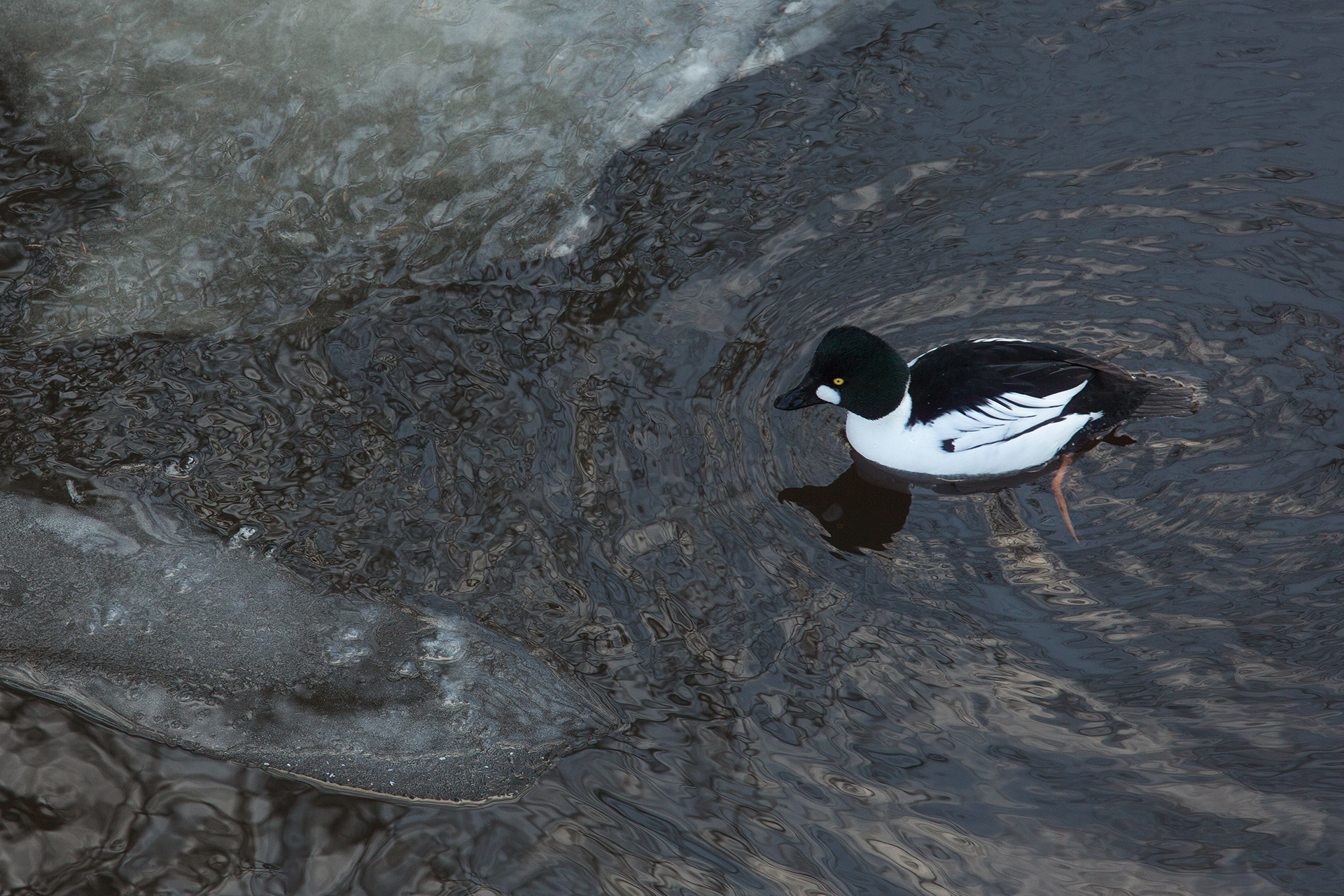 Common goldeneye / Photo: A. Kuusela