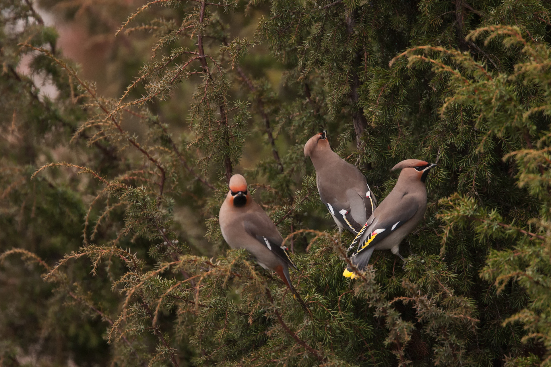 Bohemian waxwing / Photo: A. Kuusela