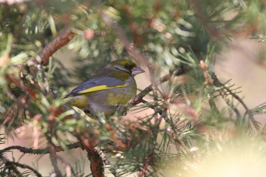 Greenfinch / Photo: City of Turku Environmental Protection