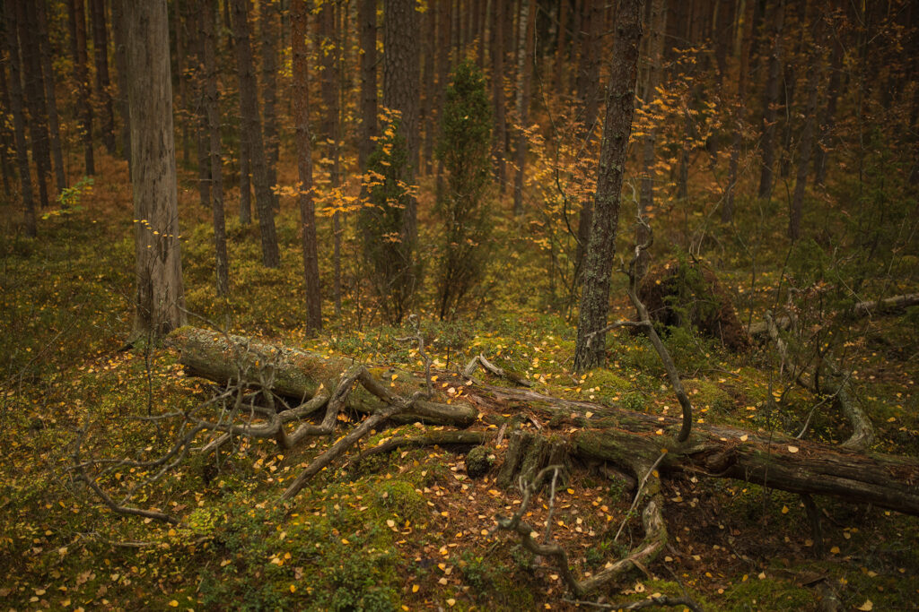 Terrängen på hösten / Bild: A. Kuusela