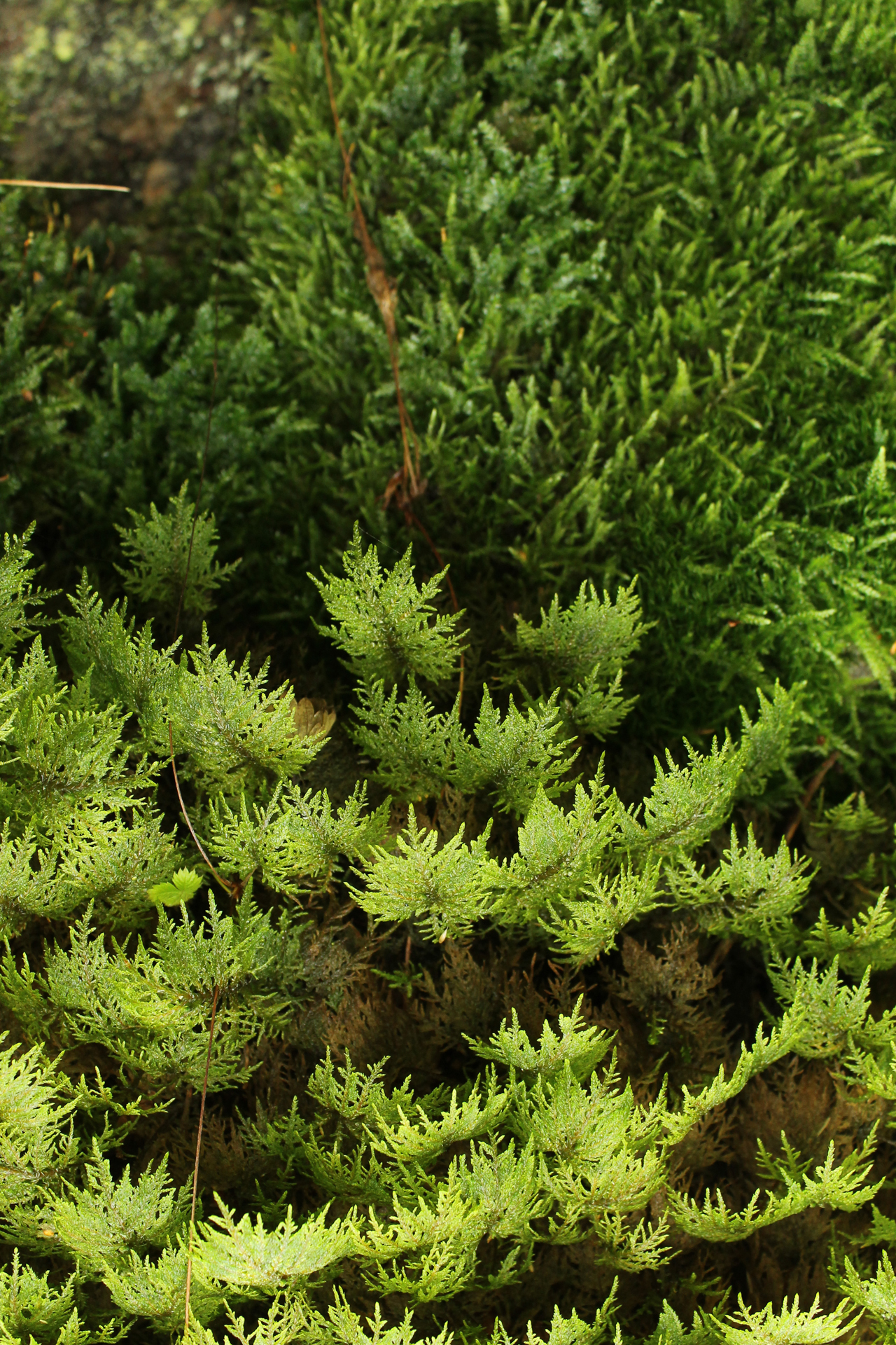 Glittering woodmoss (Hylocomium splendens) / Photo: J. Lampinen