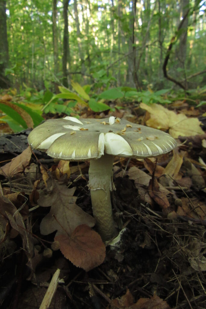 Death cap / Photo: E. Kosonen