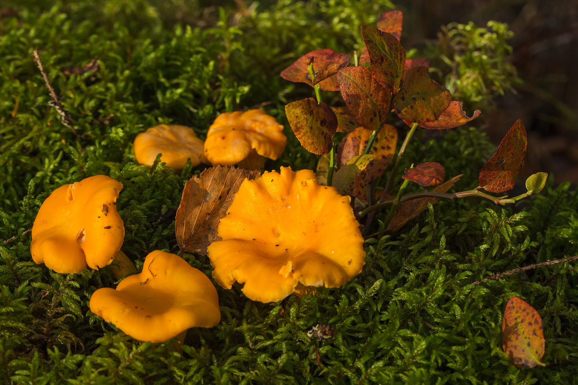 Chanterelle / Photo: A. Kuusela