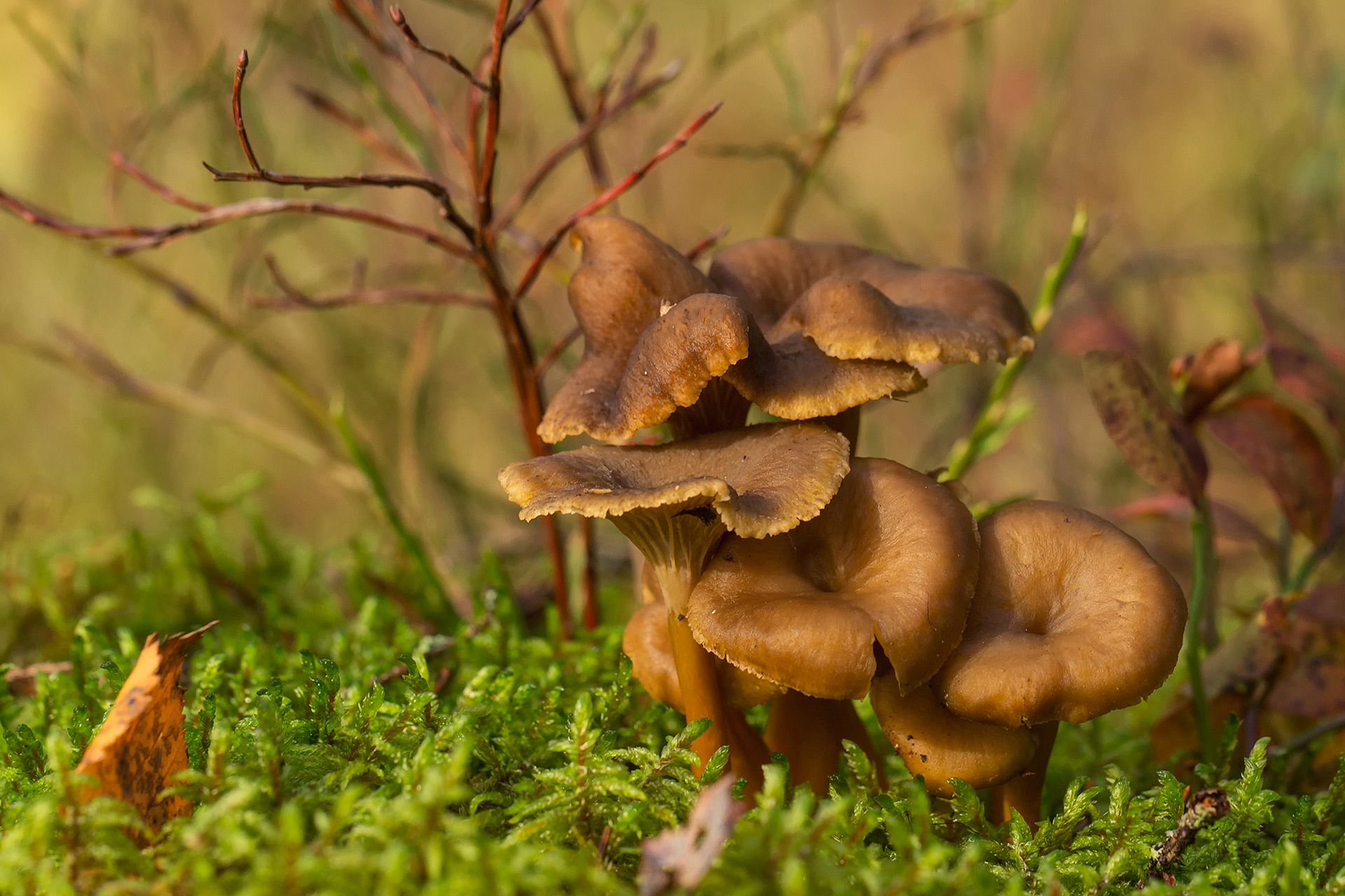 Funnel chanterelle / Photo: A. Kuusela