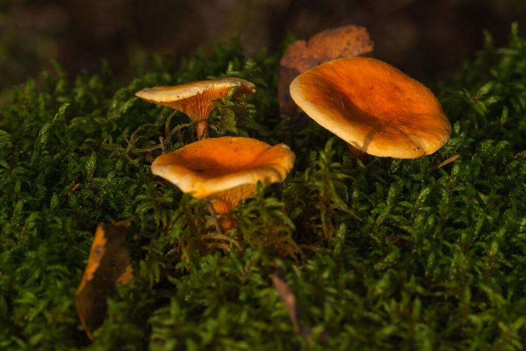 Falce chanterelle / Photo: A. Kuusela