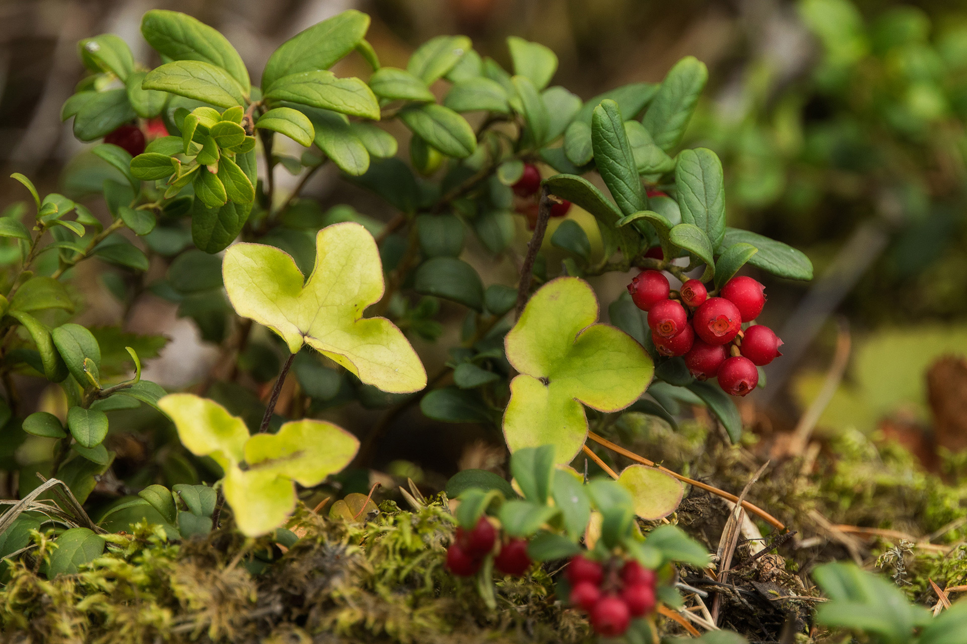 Lingonberry / Photo: A. Kuusela