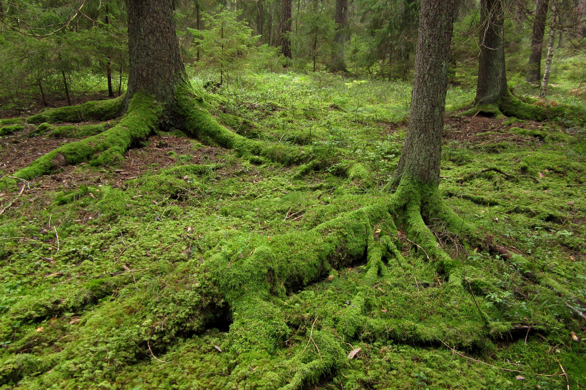 A carpet of moss / Photo: E. Kosonen