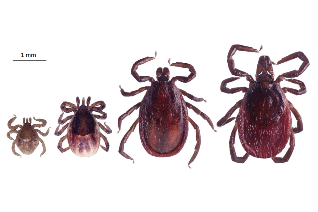 Castor bean tick / Photo: Maija Laaksonen, Zoological Museum of the University of Turku