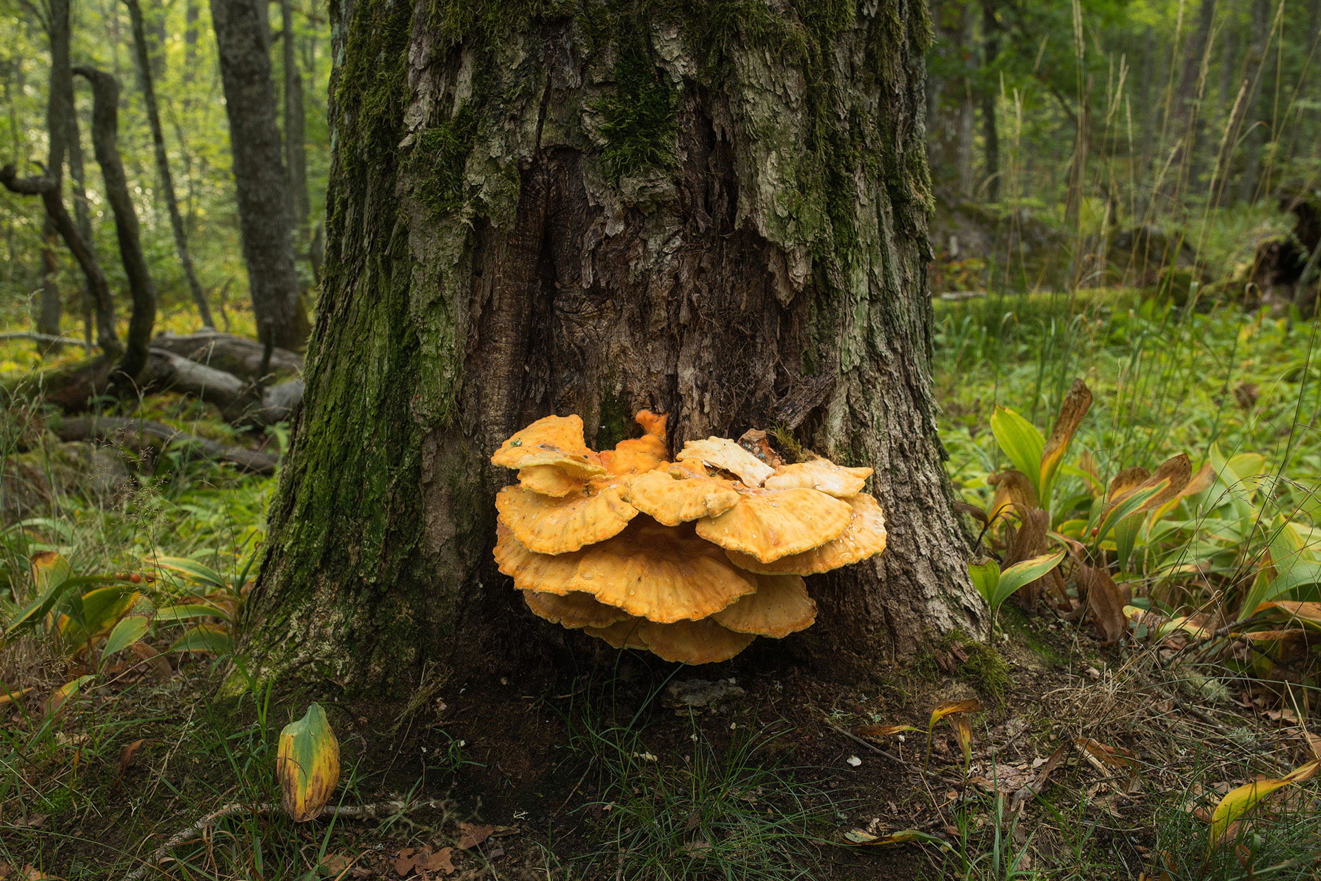 Chicken of the wood (Laetiporus sulphureus) / Photo: A. Kuusela