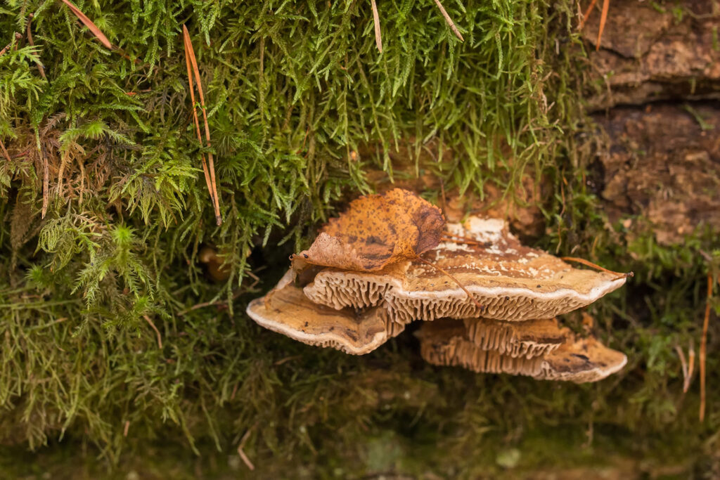 Korkmussling (Daedalea quercina) / Bild: A. Kuusela