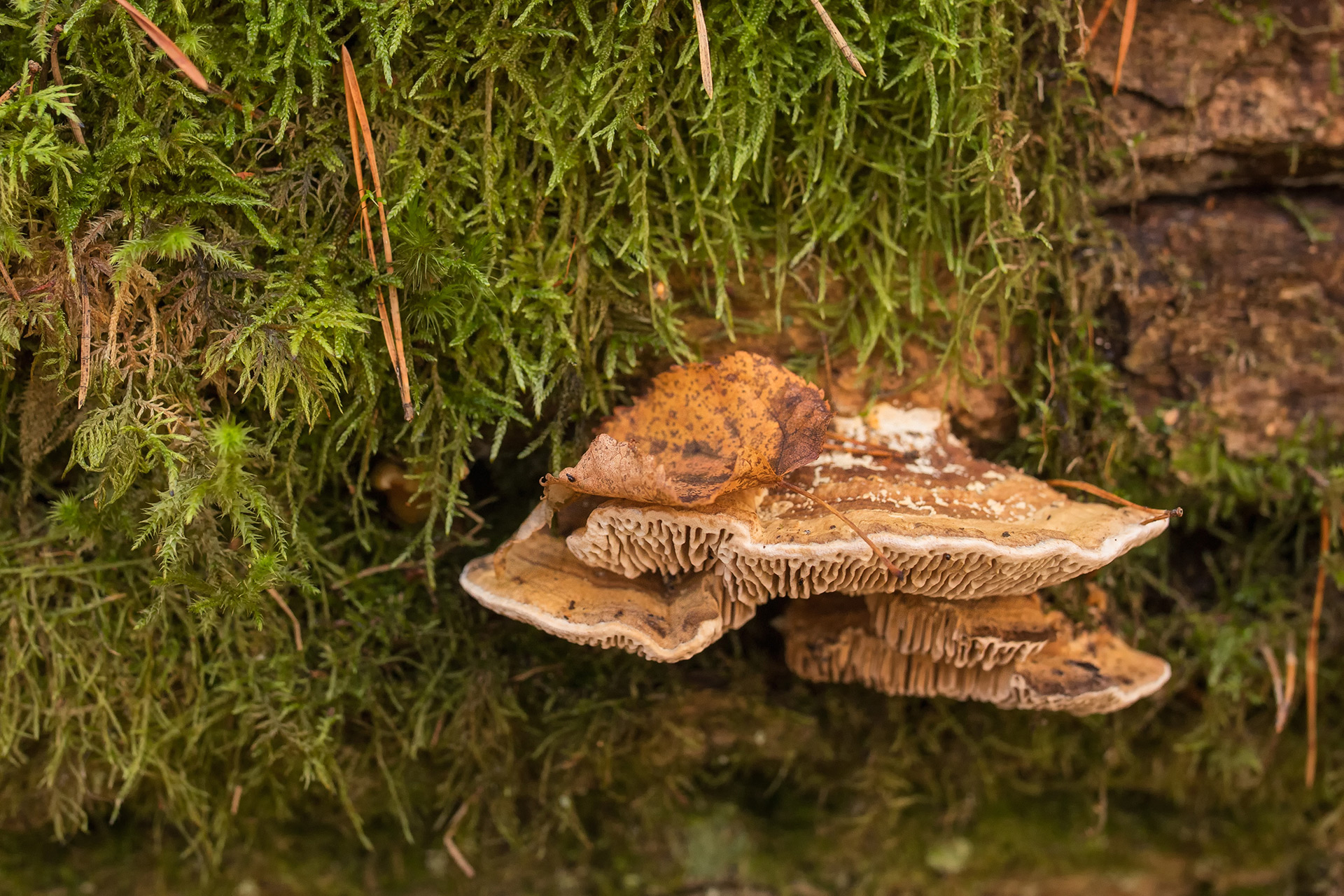 Korkmussling (Daedalea quercina) / Bild: A. Kuusela