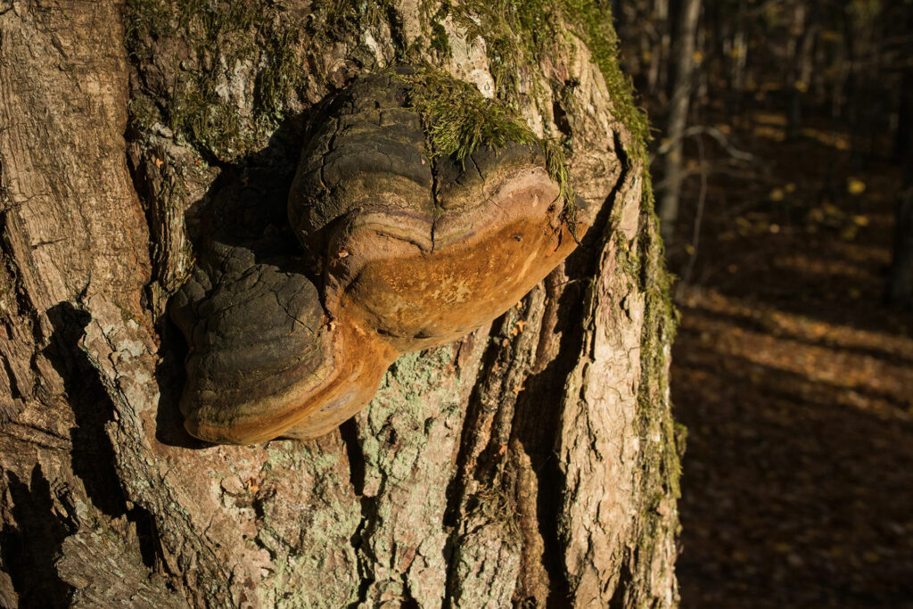 Robust bracket (Phellinus robustus) / Photo: A. Kuusela