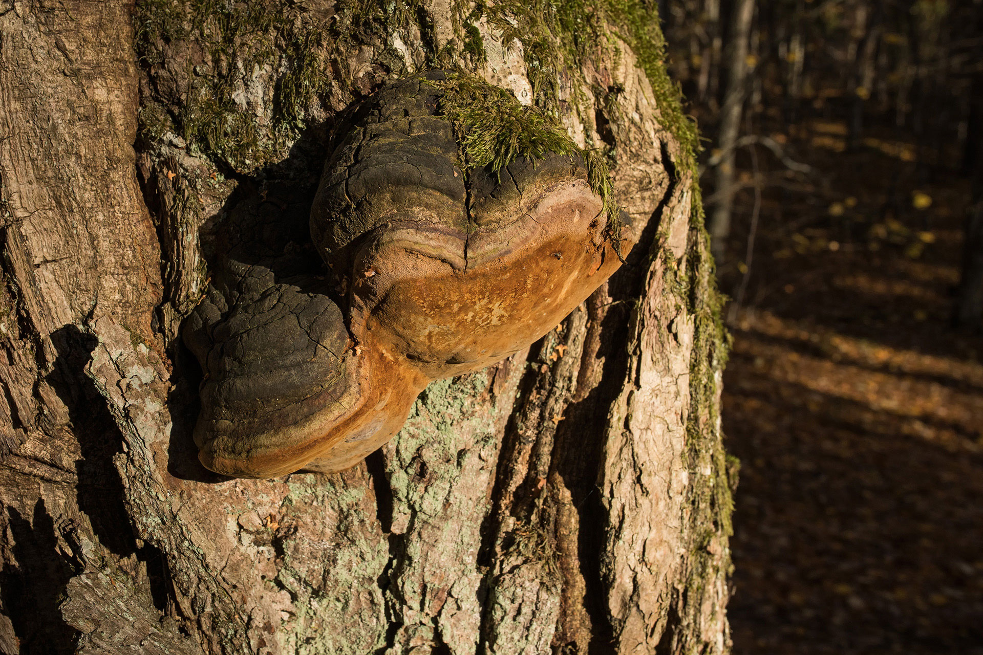 Tammenkääpä (Phellinus robustus) / Kuva: A. Kuusela