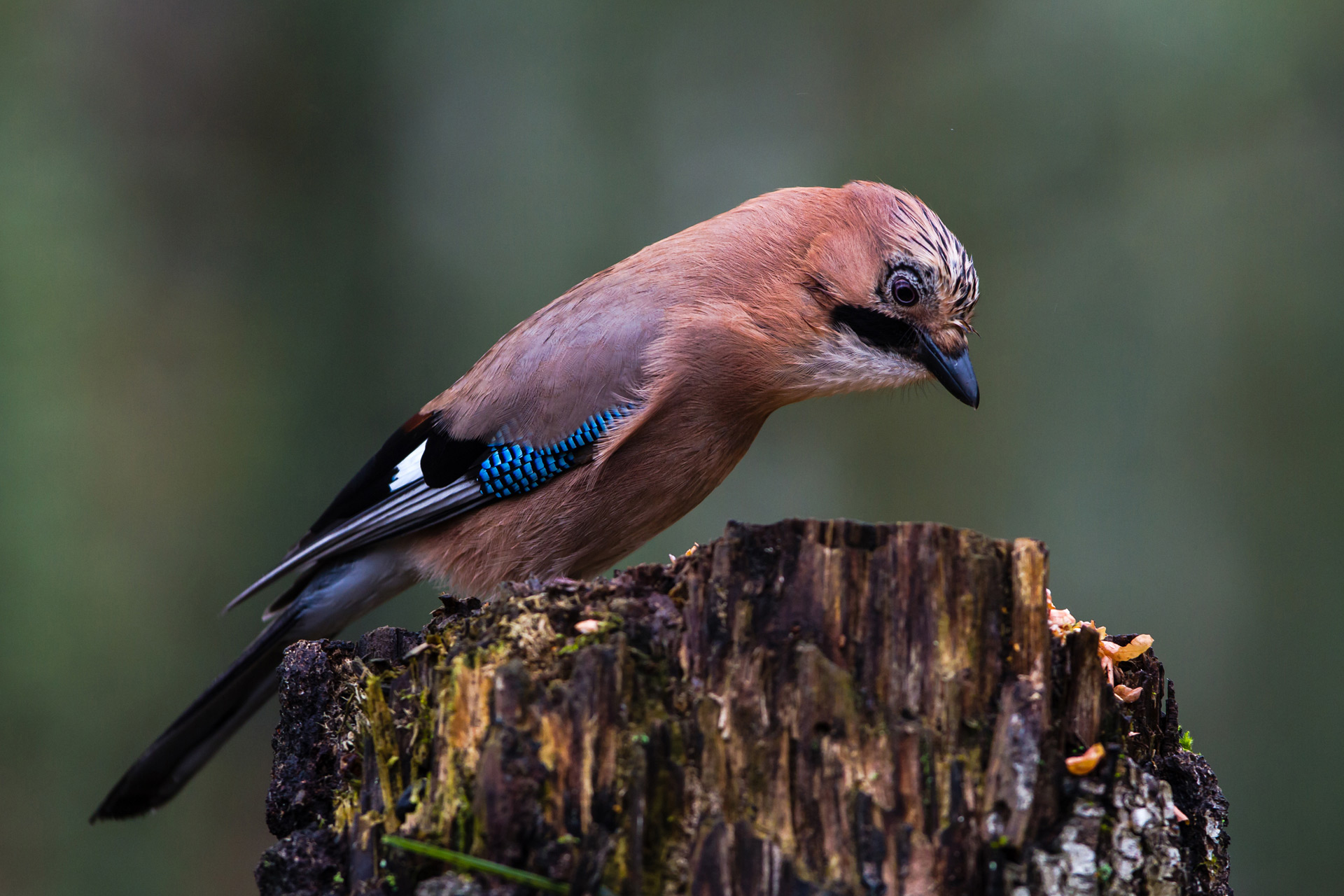 Eurasian jay / Photo: V-M. Suhonen