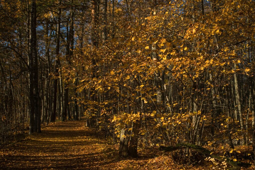 Common hazel / Photo: A. Kuusela