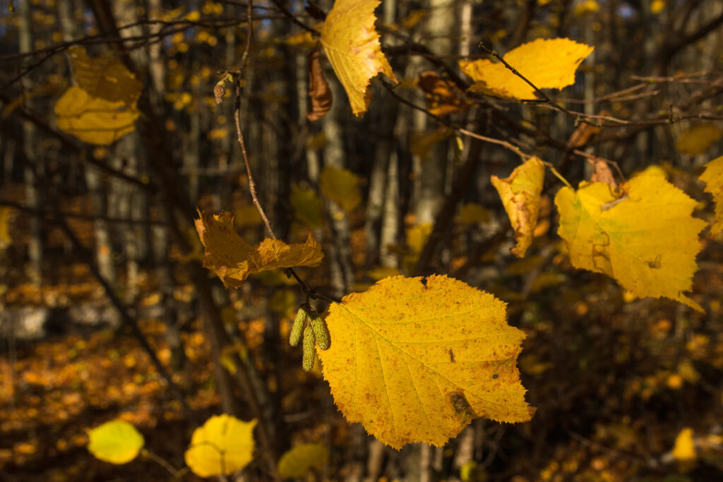 Pähkinäpensas / Kuva: A. Kuusela