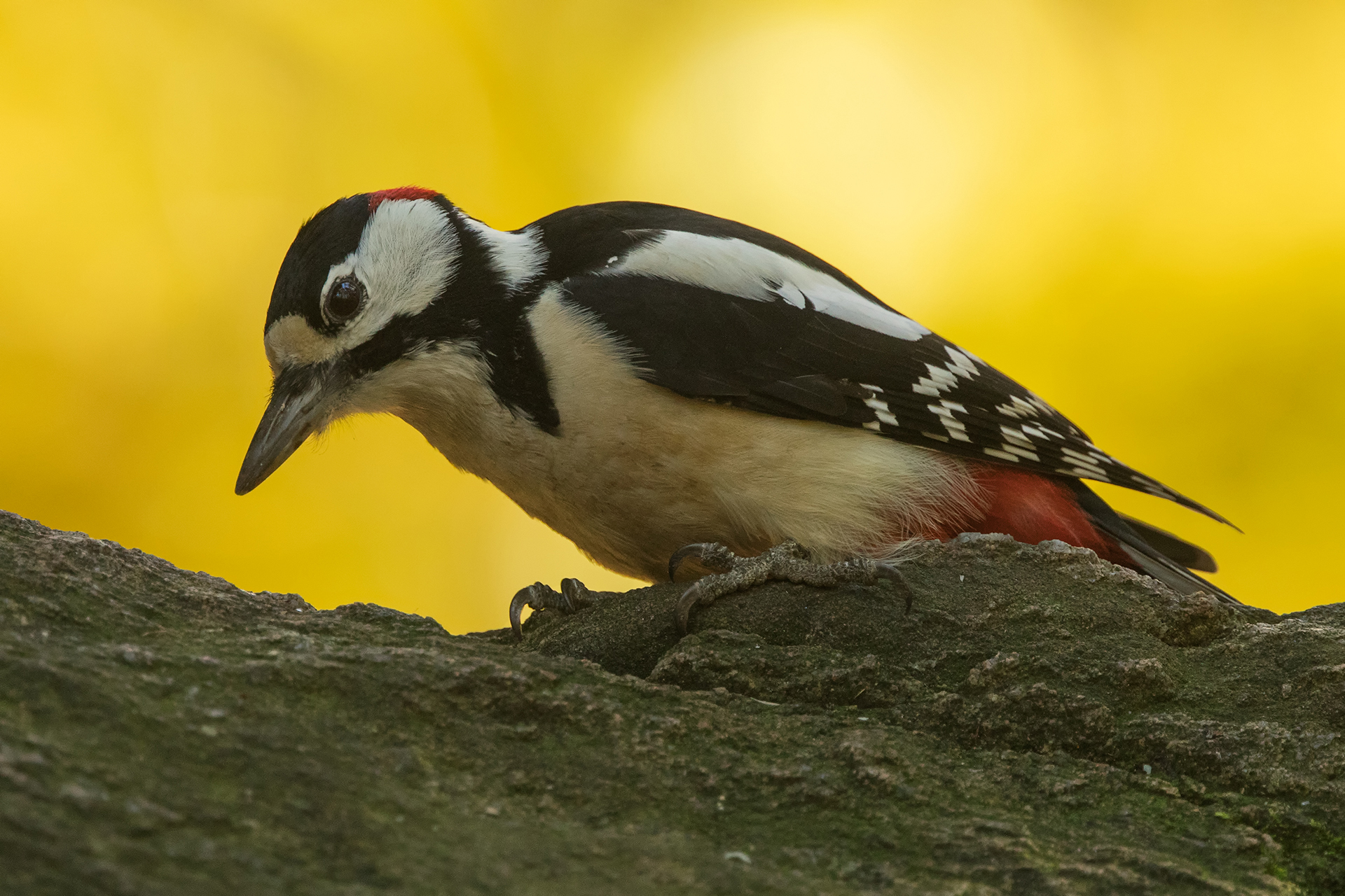 Great spotted woodpecker / Photo: A. Kuusela