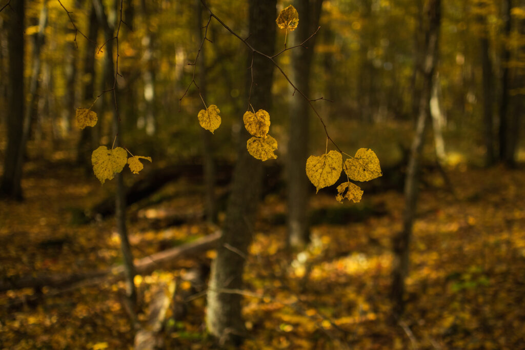 Lime tree / Photo: A. Kuusela