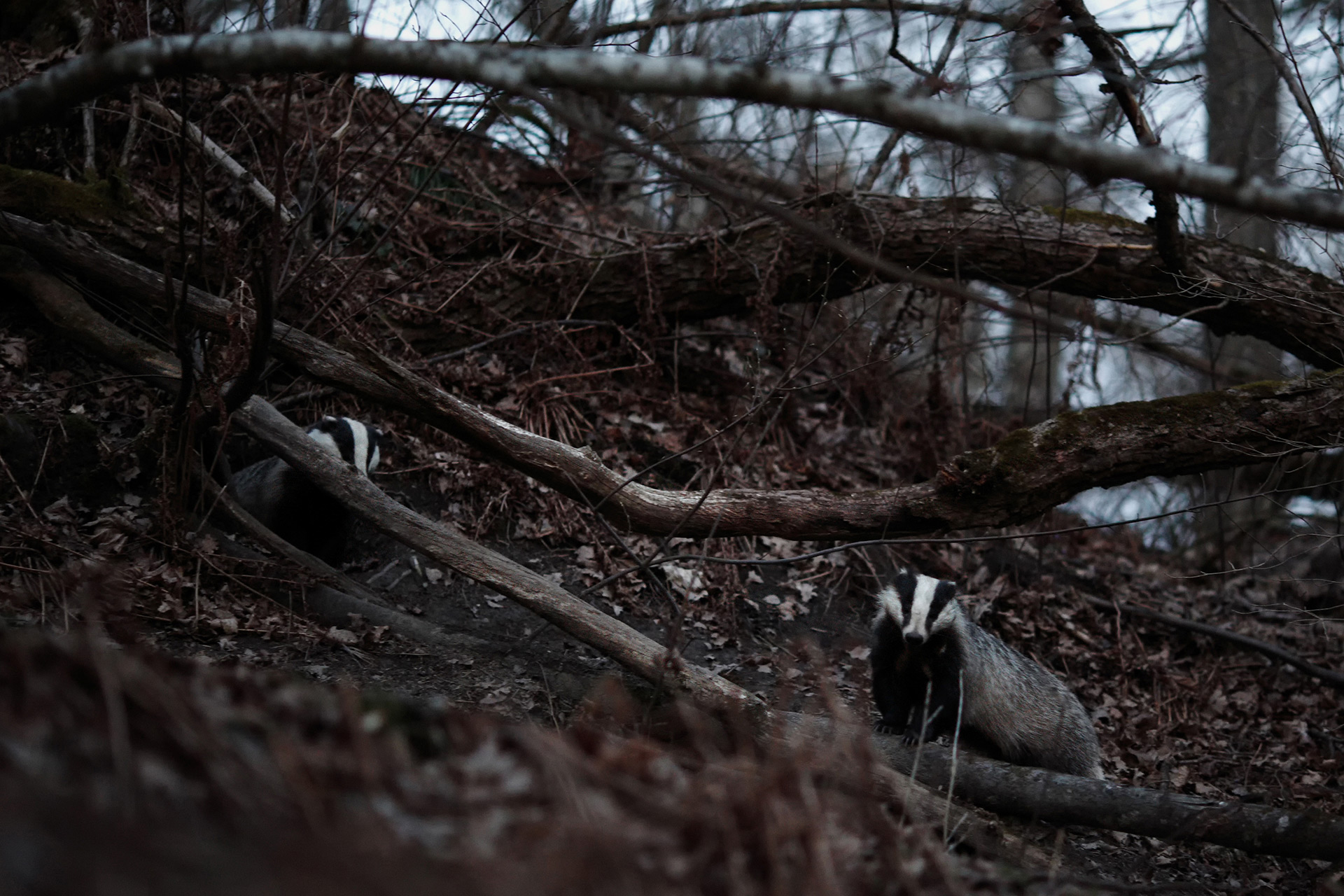 European badgers / Photo: A. Kuusela