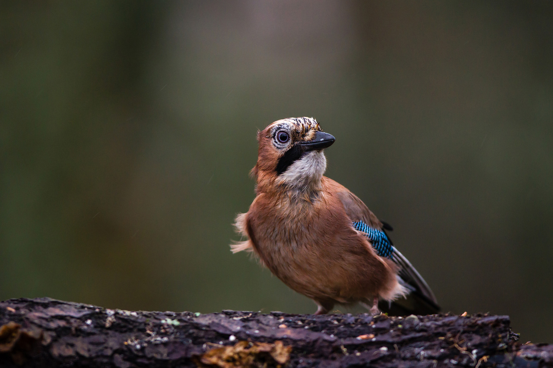 Eurasian jay / Photo: V-M. Suhonen