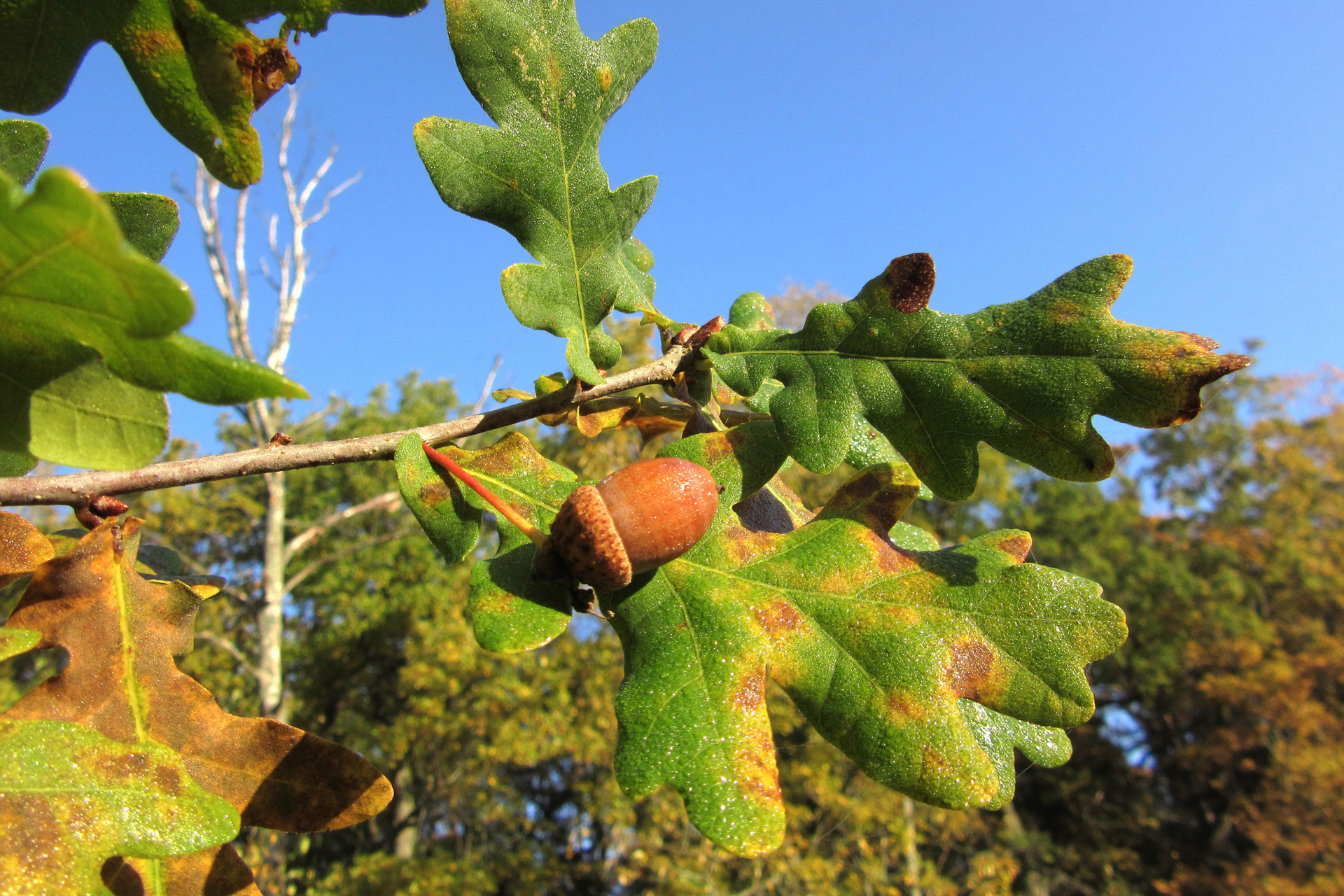 Acorn / Photo: E. Kosonen