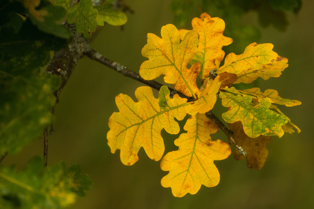 English oak leaves / Photo: A. Kuusela
