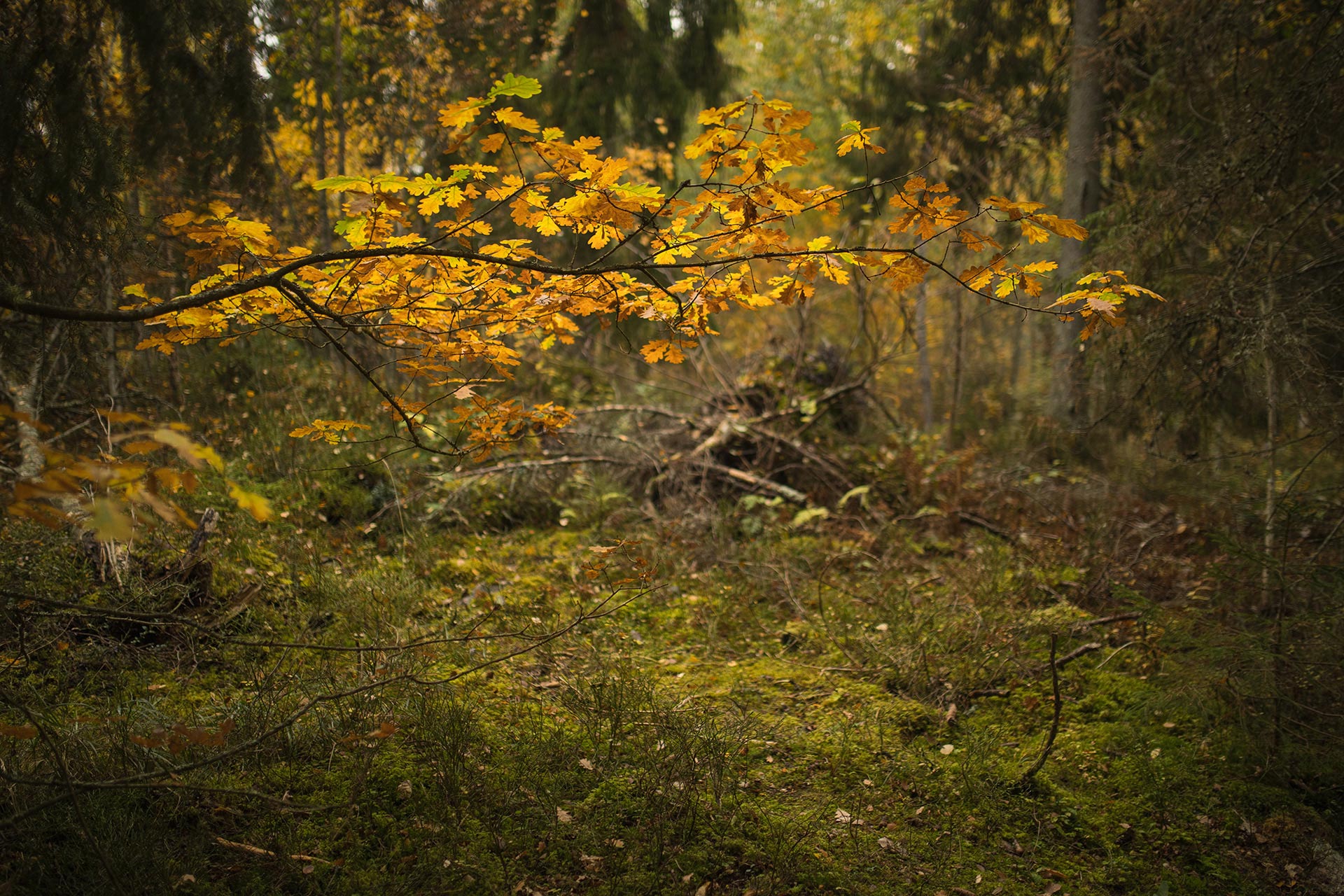 Tammen oksa syksyllä / Kuva: A. Kuusela