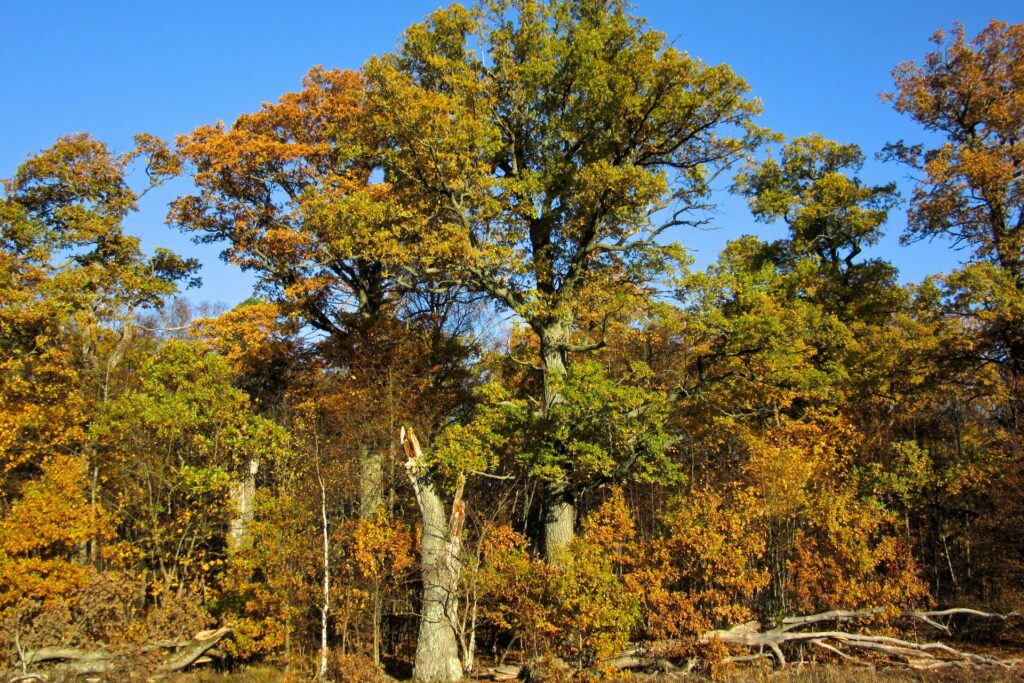 English oaks / Photo: E. Kosonen