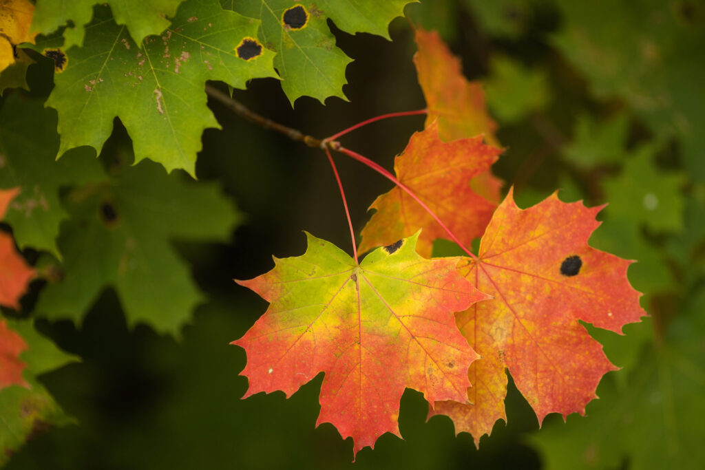 Maple leaves / Photo: A. Kuusela