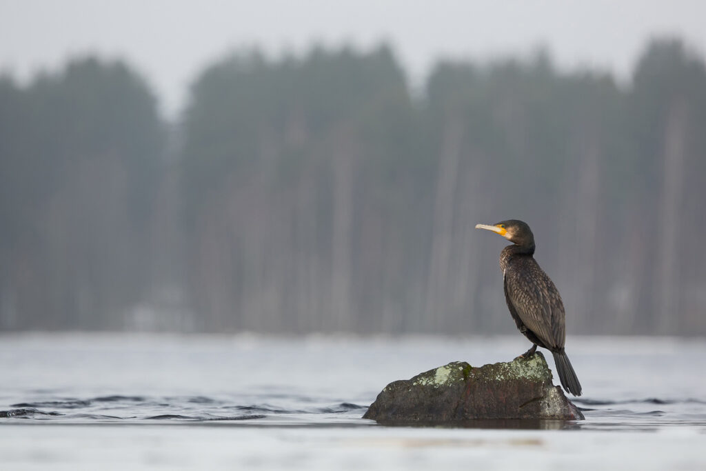 Great cormorant / Photo: A. Kuusela