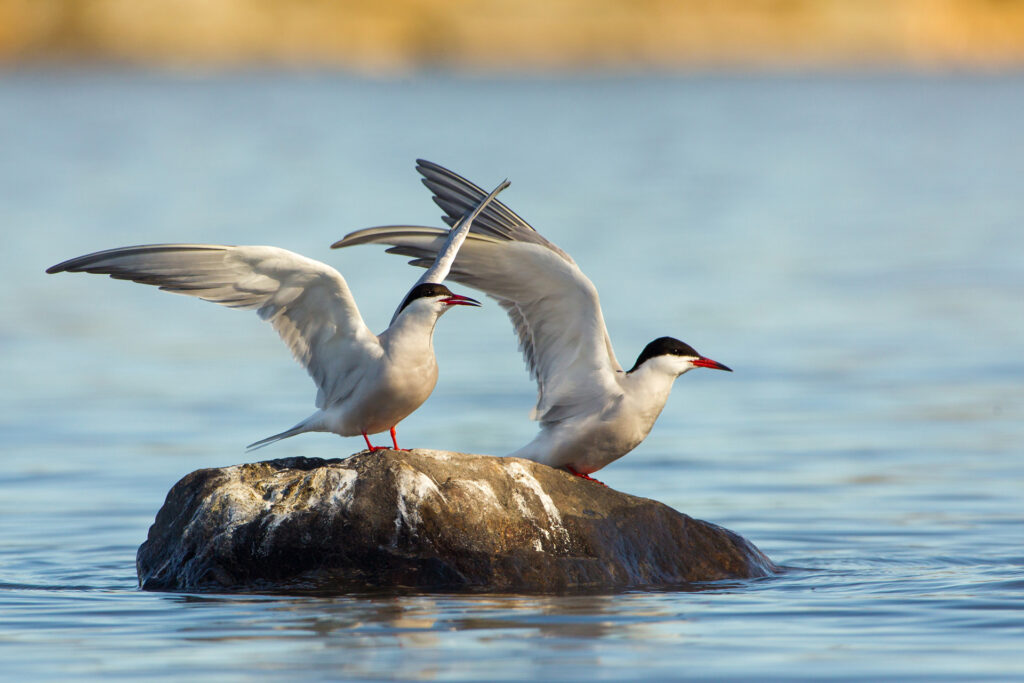 Terns / Photo: V-M. Suhonen