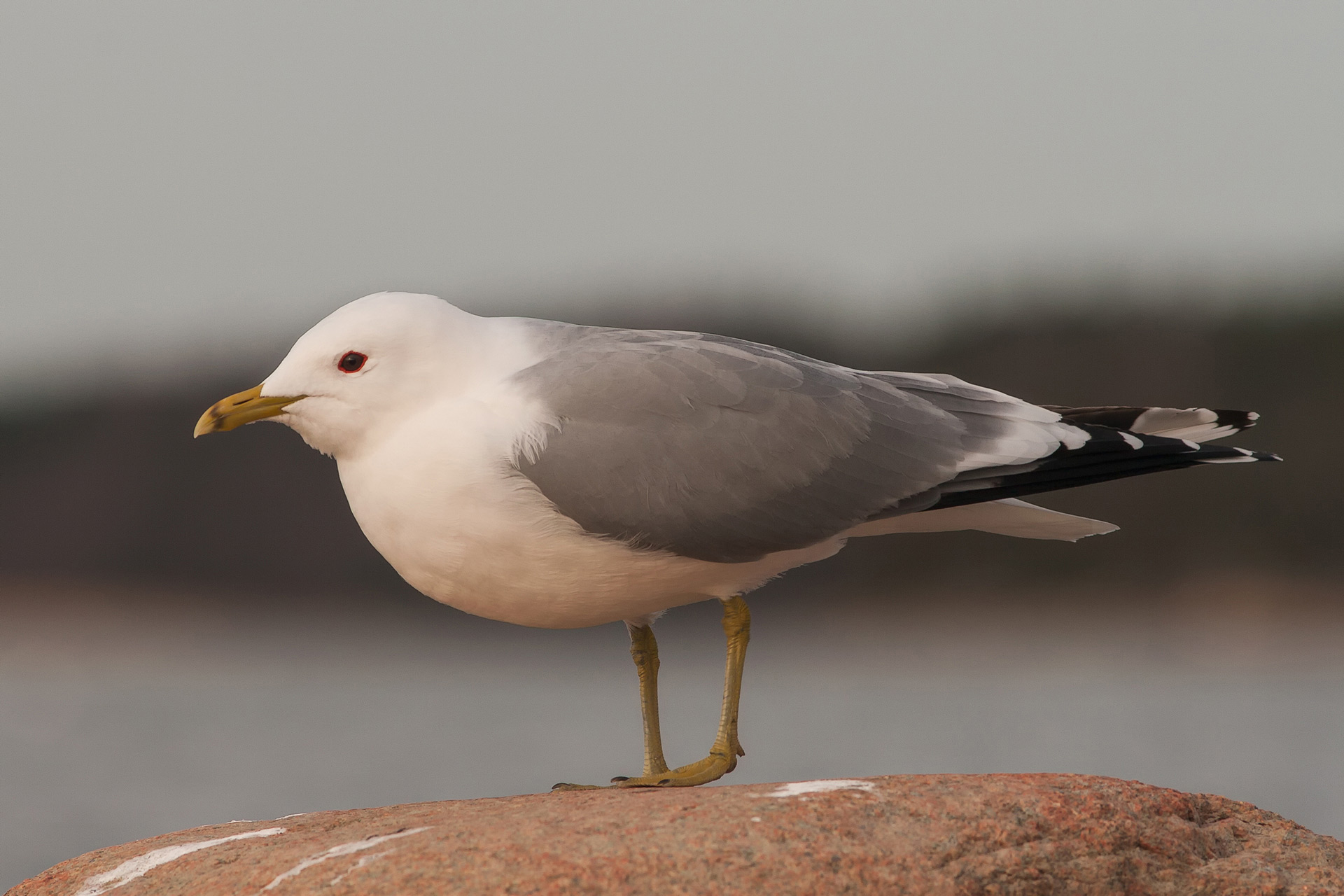 Common gull / Photo: A. Kuusela