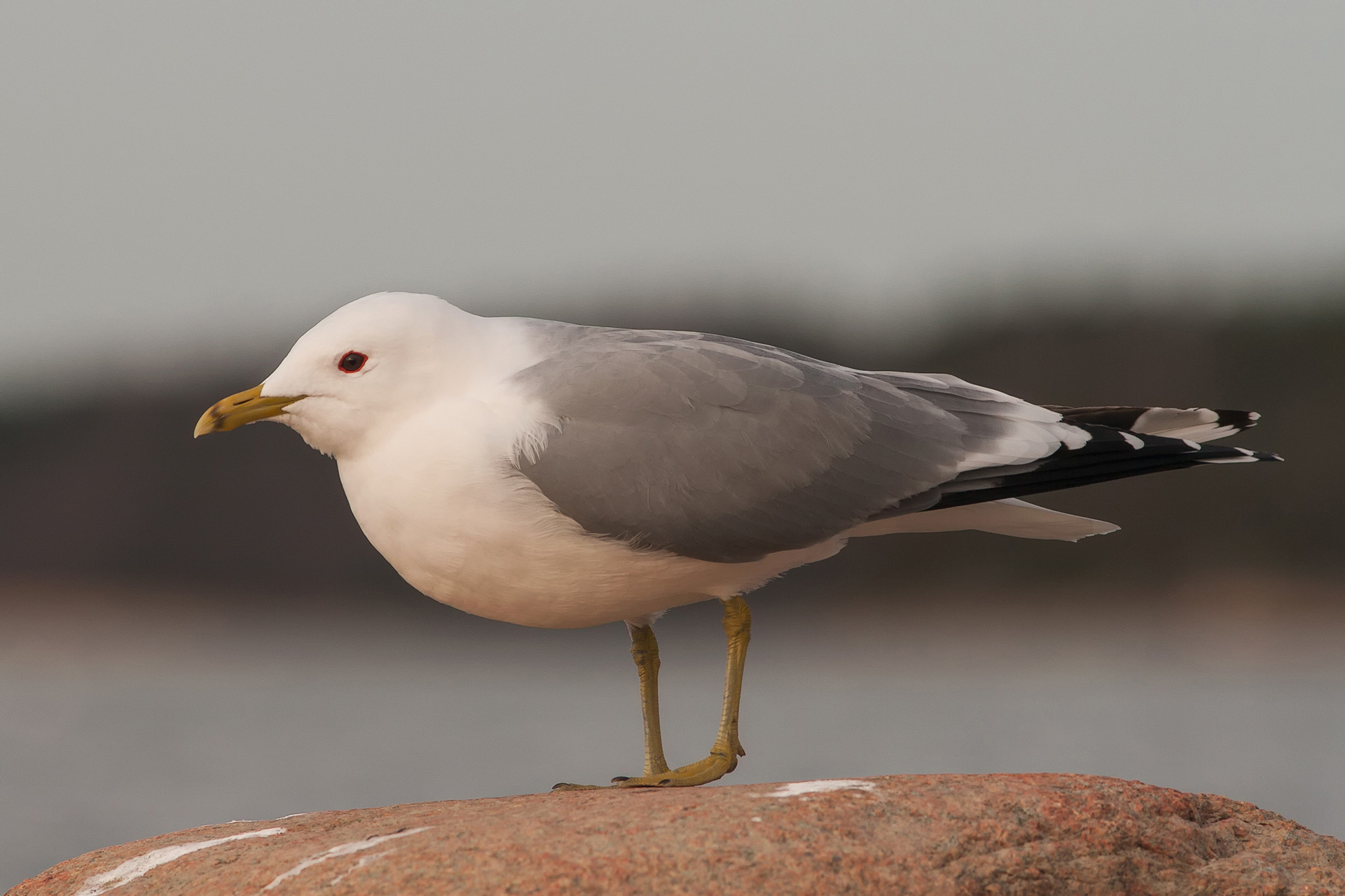 Fiskmås / Bild: A. Kuusela