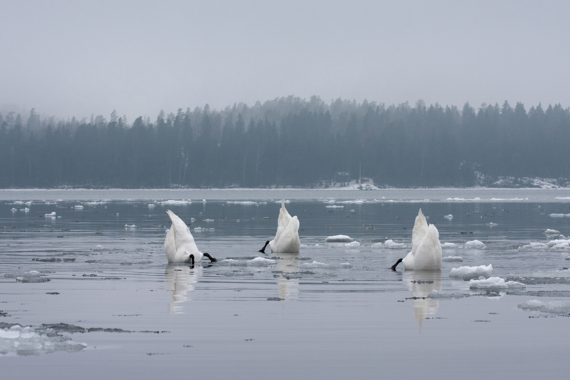 Swans / Photo: V-M. Suhonen