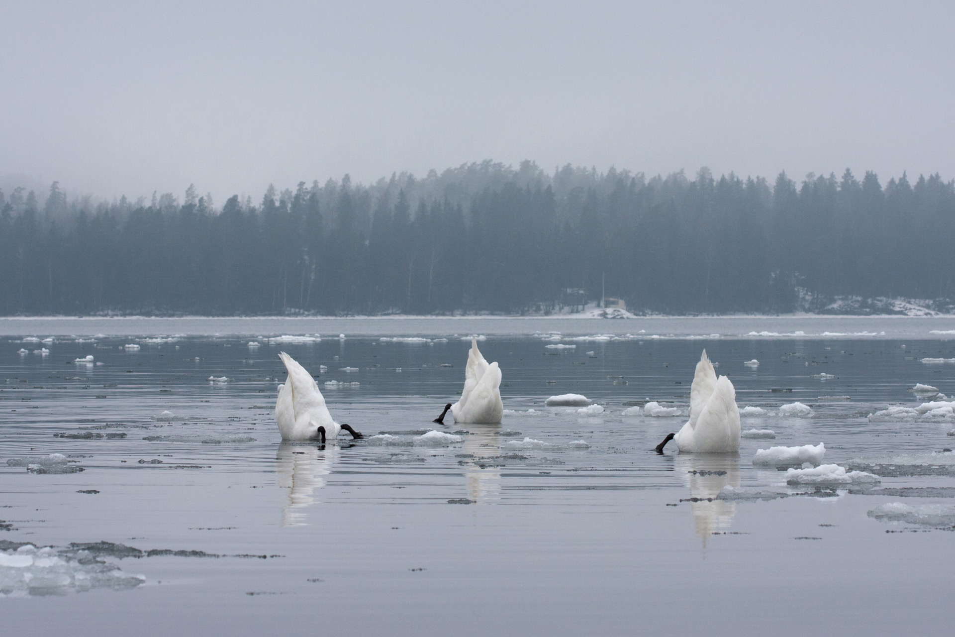 Svanar / Bild: V-M. Suhonen