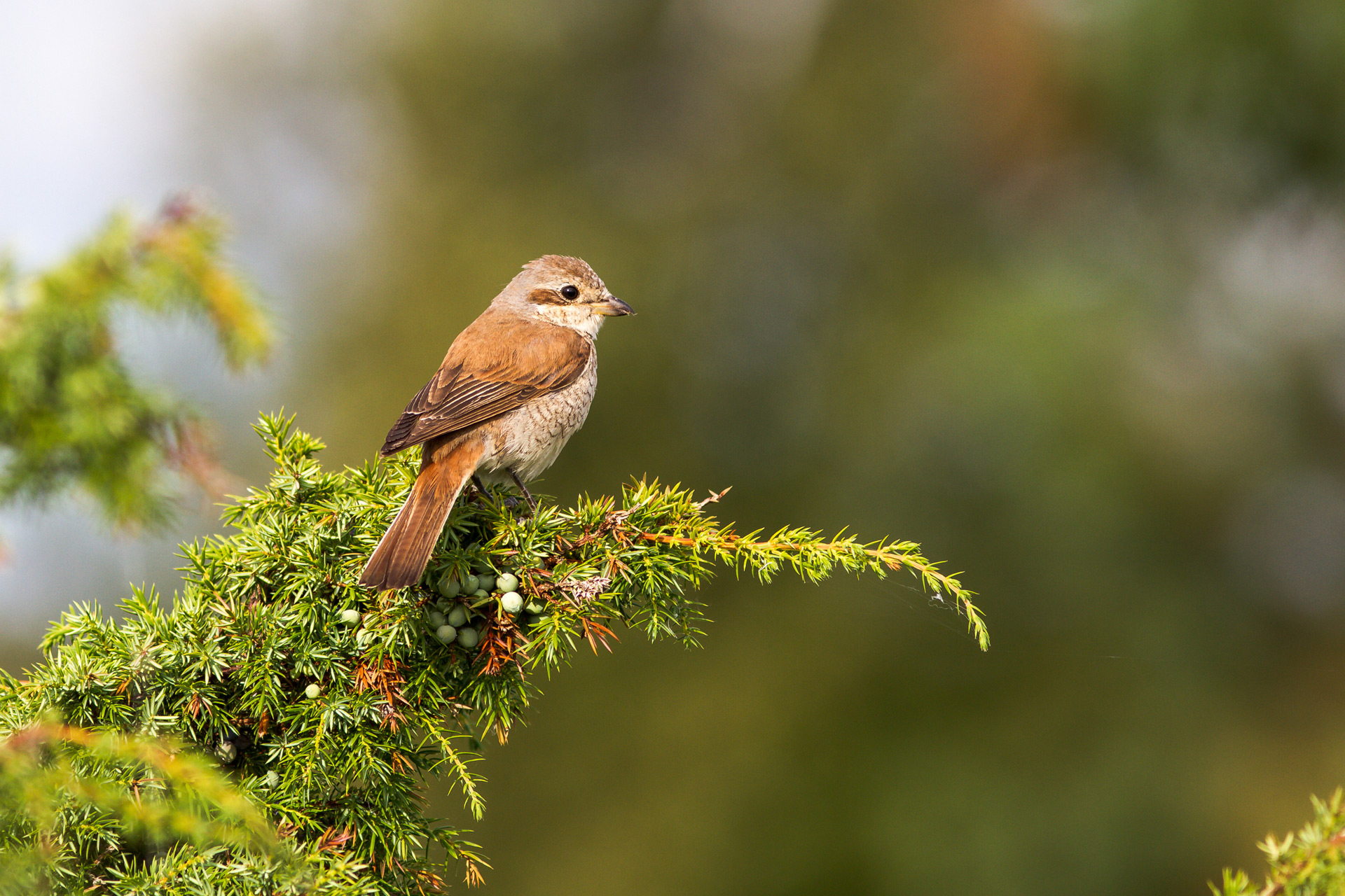 Red-backed shrike / Photo: V-M. Suhonen