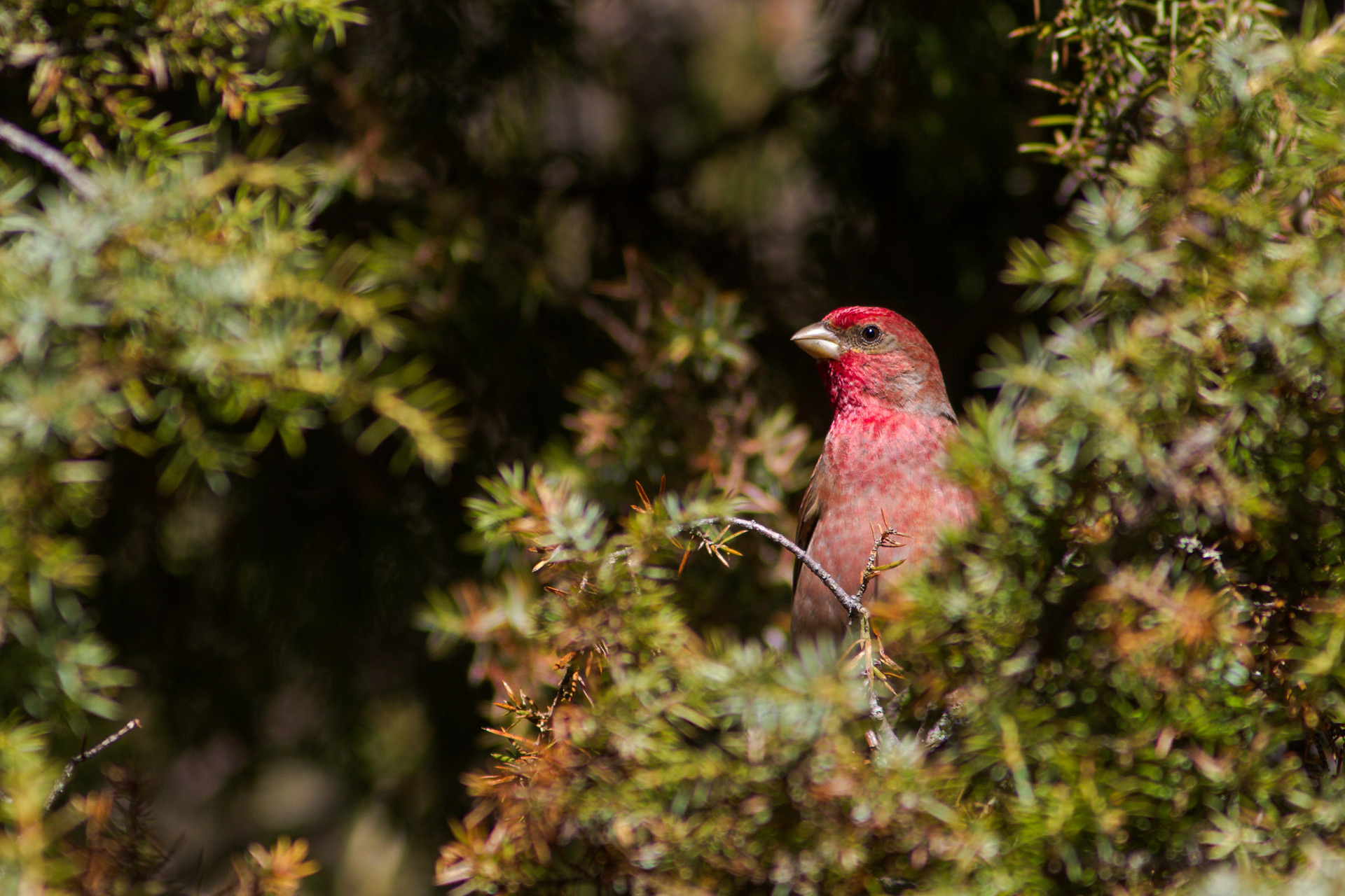 Scarlet rosefinch / Photo: V-M. Suhonen