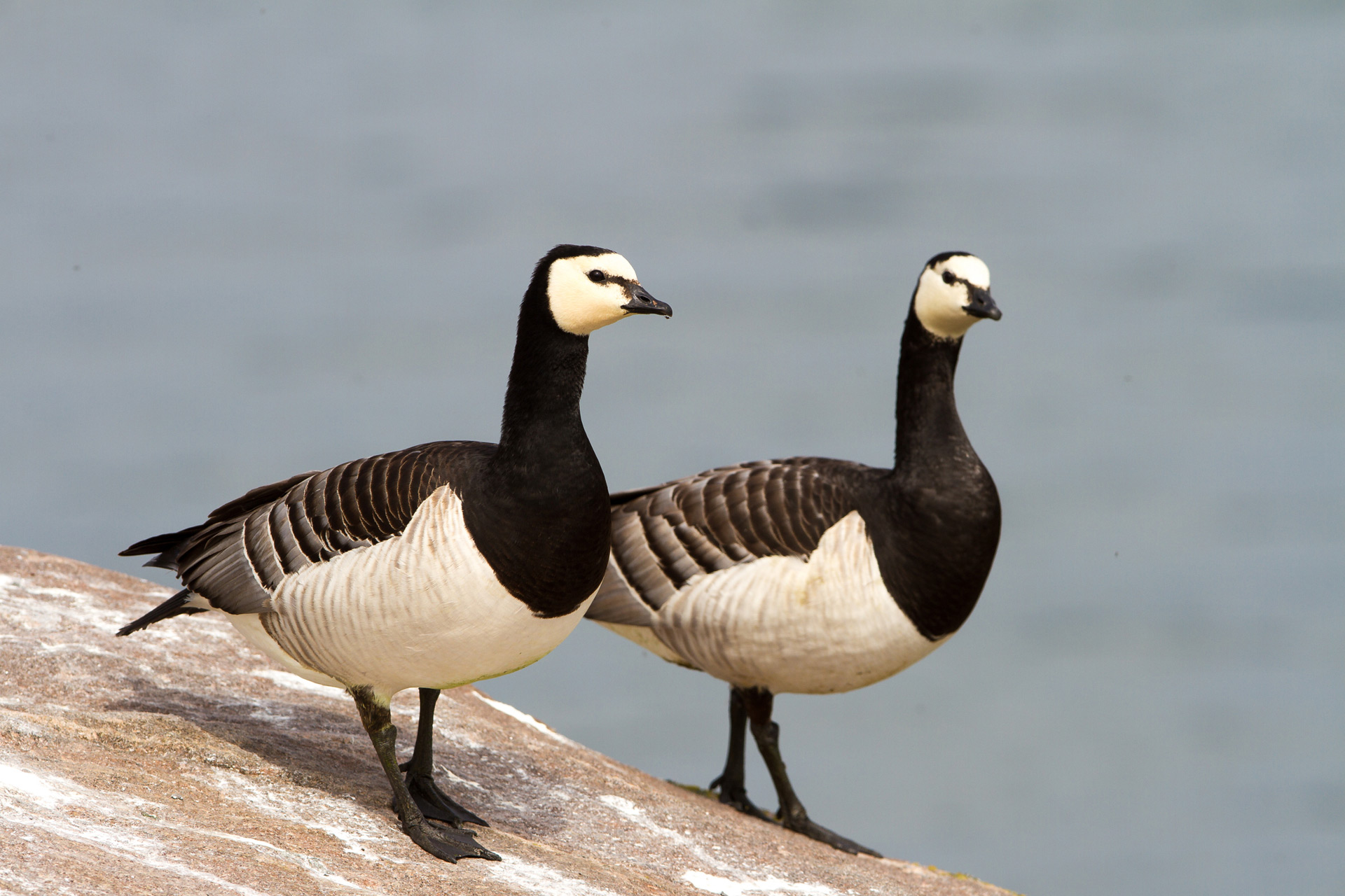 Barnacle geese / Photo: V-M. Suhonen