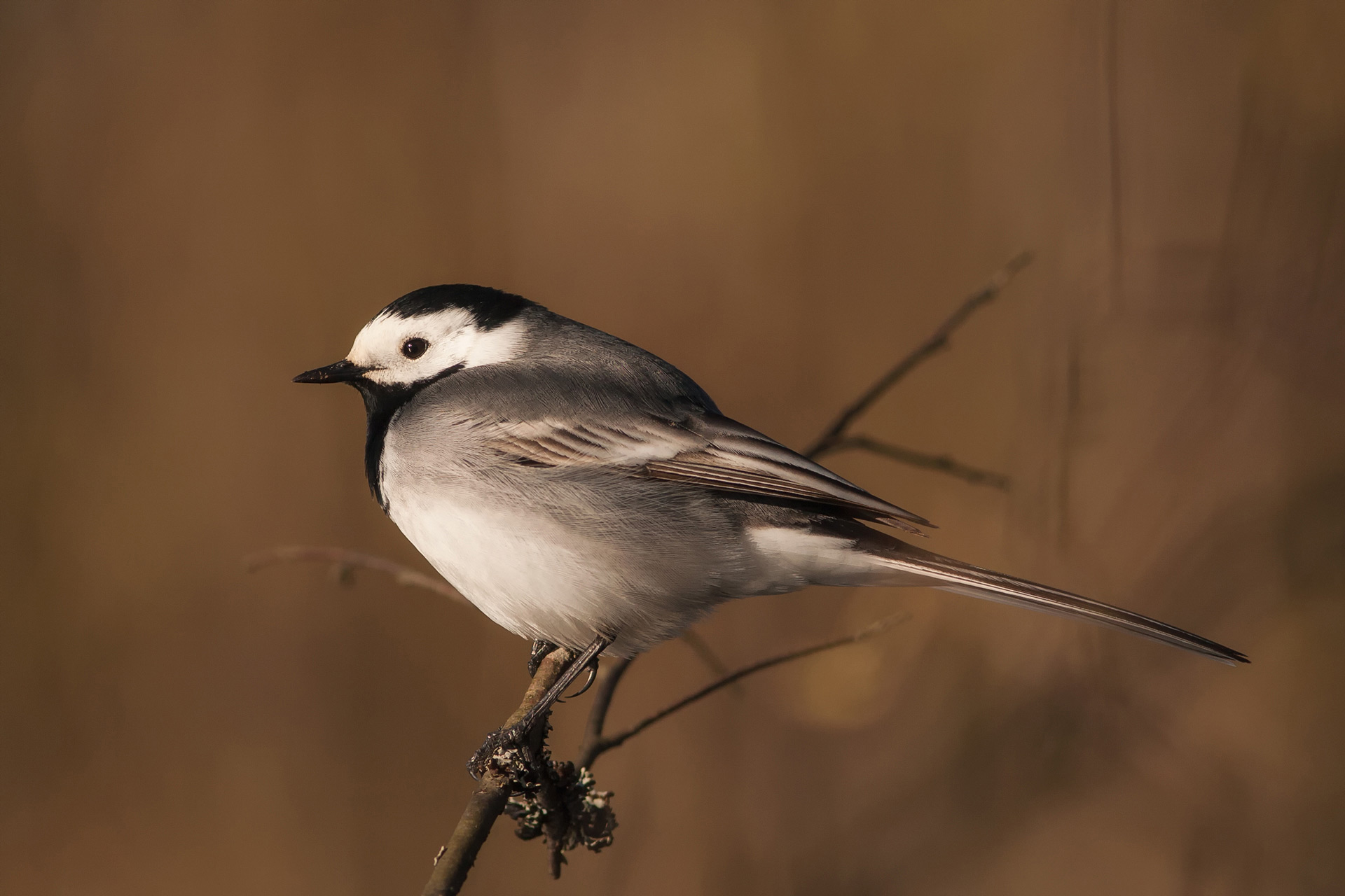 White wagtail / Photo: A. Kuusela