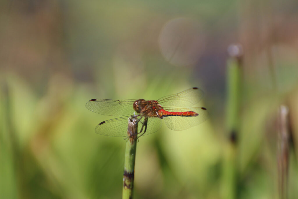 A darter / Photo: H. Metsälä