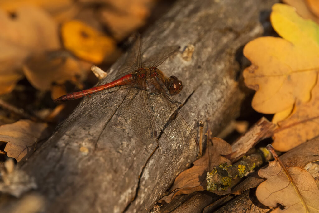 A darter / Photo: A. Kuusela